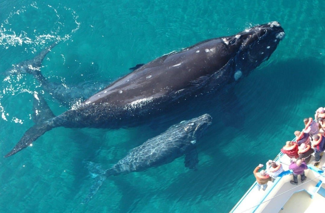 Observation des baleines dans la baie de Samana - Meilleures excursions avec BARBARA !