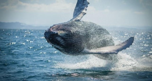 Tour observation des baleines a Samana