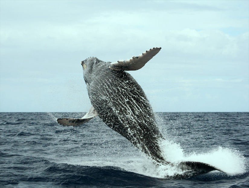 Tour baleines dans la baie de Samana en Republique Dominicaine.