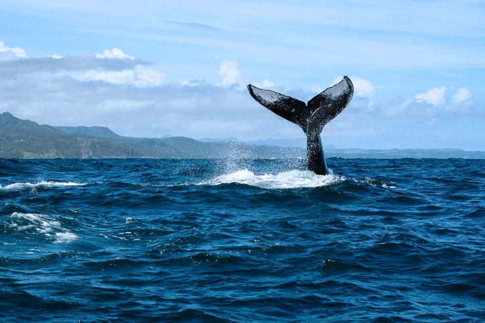 Observation baleines Samana - Meilleures excursions pour voir les baleines a bosses